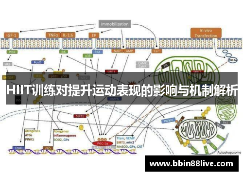 HIIT训练对提升运动表现的影响与机制解析