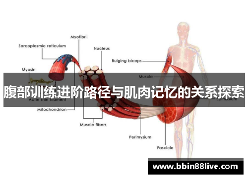 腹部训练进阶路径与肌肉记忆的关系探索
